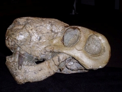 Fossilised skull of the sabre-toothed Lycaenops, a top predator of the latest Permian in South Africa. Lycaenops was a gorgonopsian, one of a group of highly successful animals that dominated faunas in the Late Permian.